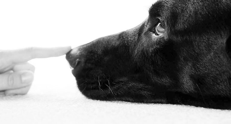 Training Your Own Dog