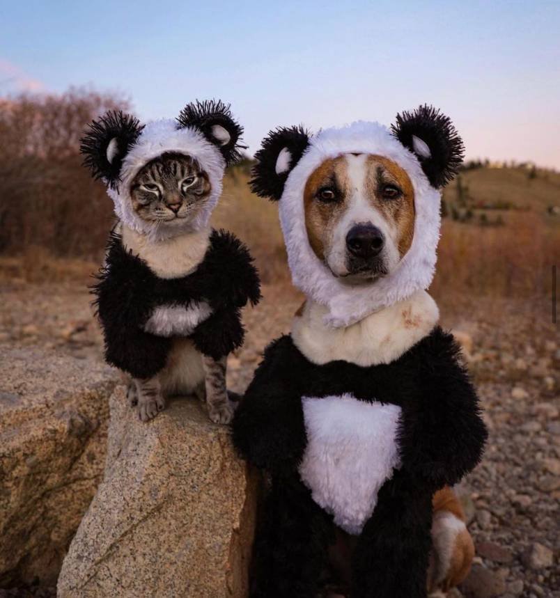 Henry & Baloo