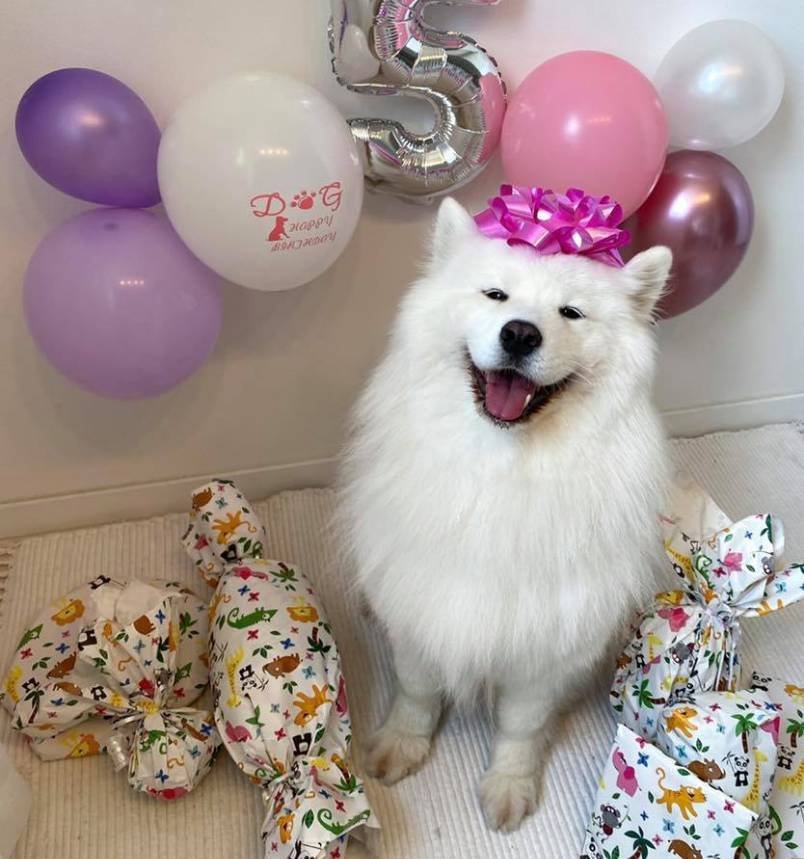 Maya the Samoyed
