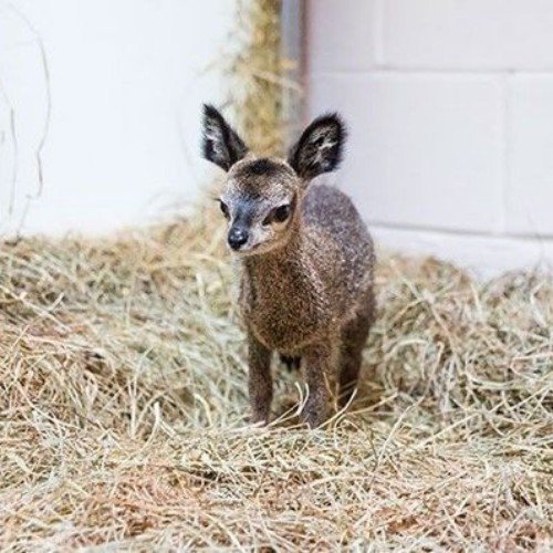 The Baby Animals
