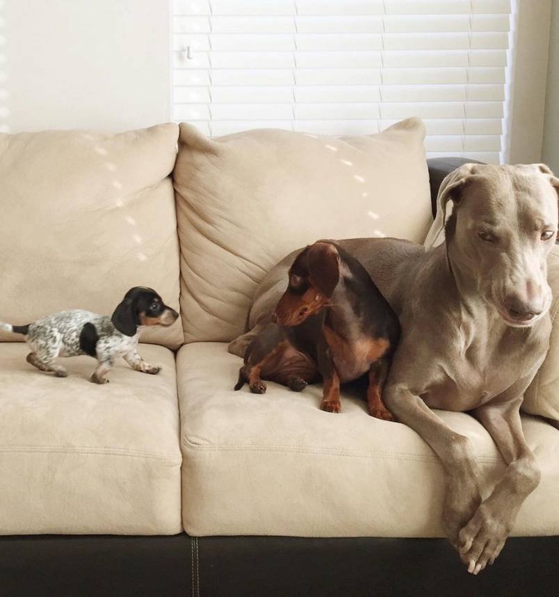 Harlowandsage