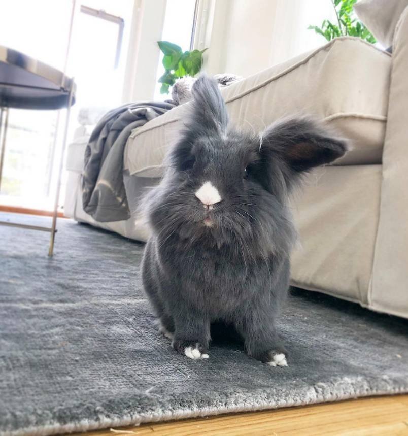 Bunnymelv