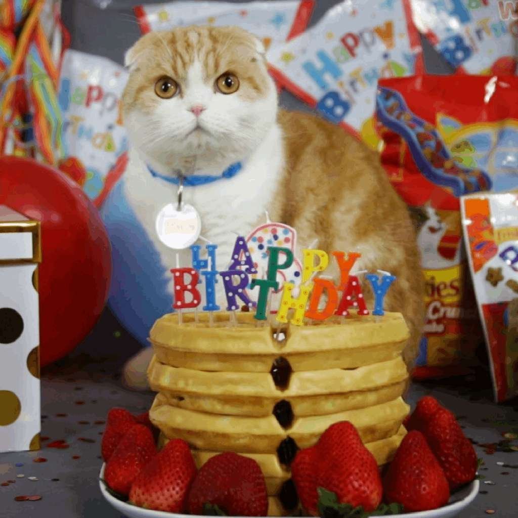 Waffles the Cat