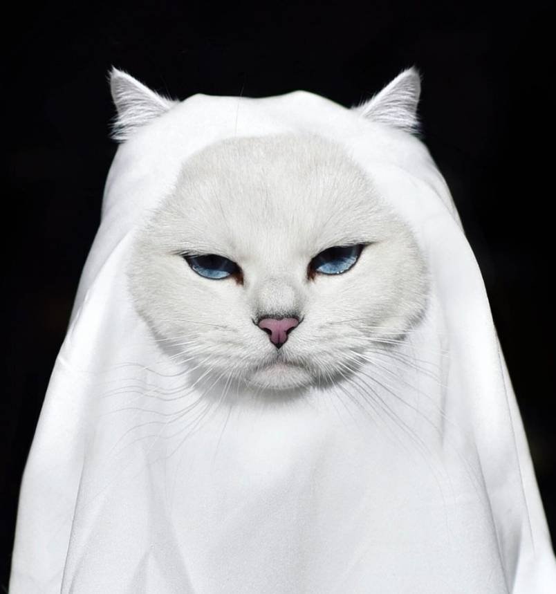 Coby The Cat
