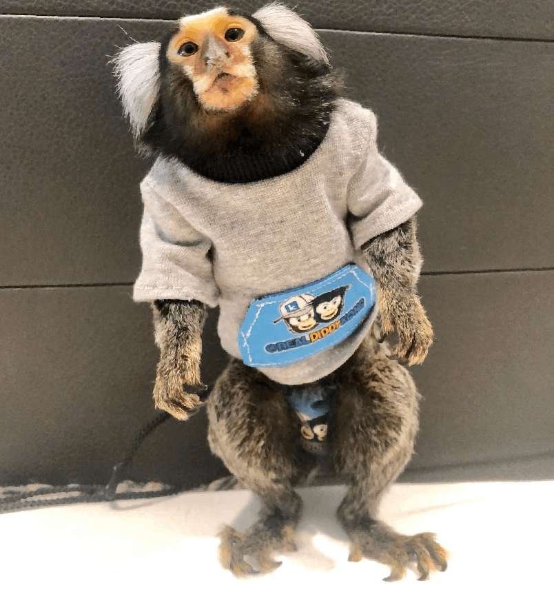 Diddy Kong & Yeti Kong