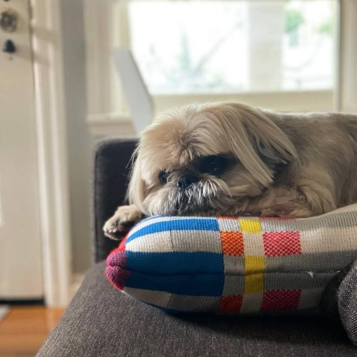 Dougie The Shih Tzu
