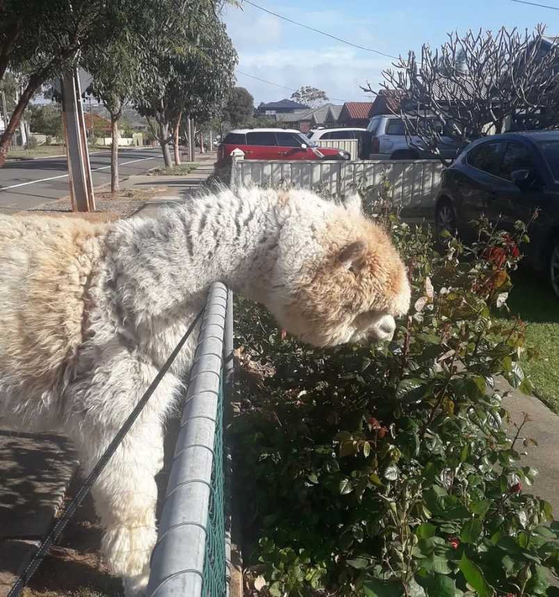 Alfie The Alpaca