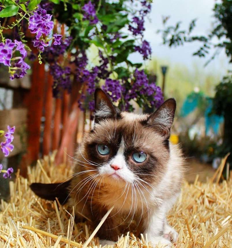 Grumpy Cat
