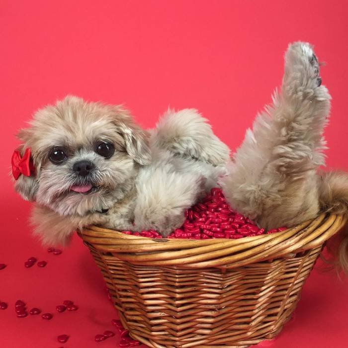 Marnie The Dog