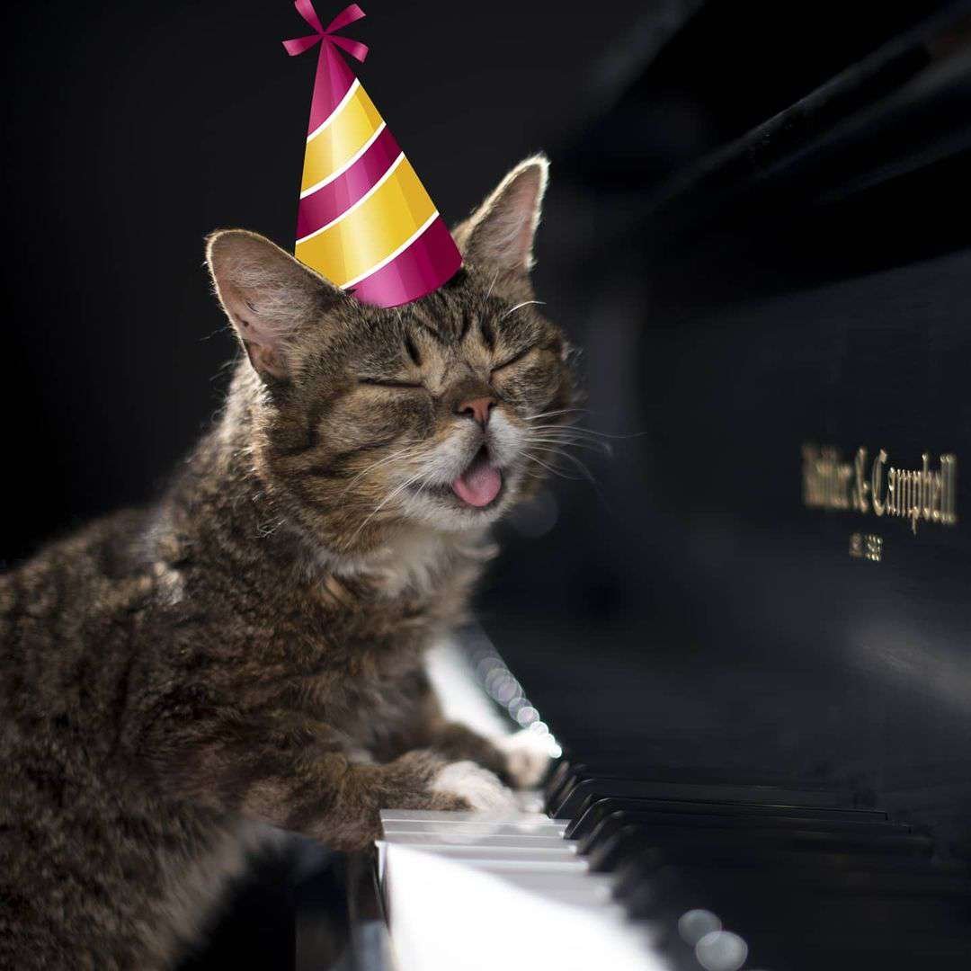 Lil Bub
