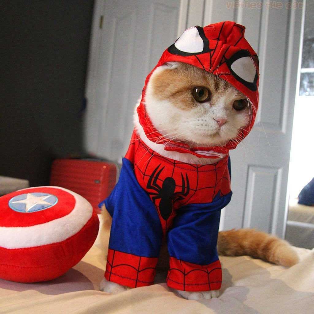 Waffles the Cat