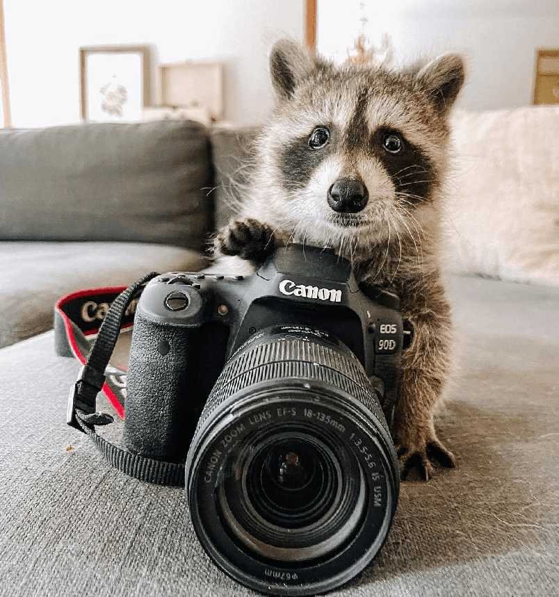 Juniper foxx