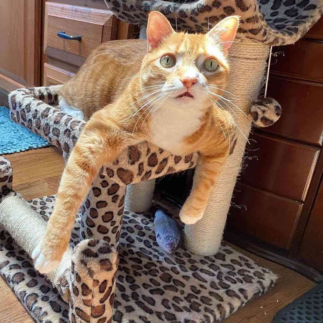 Cole and Marmalade