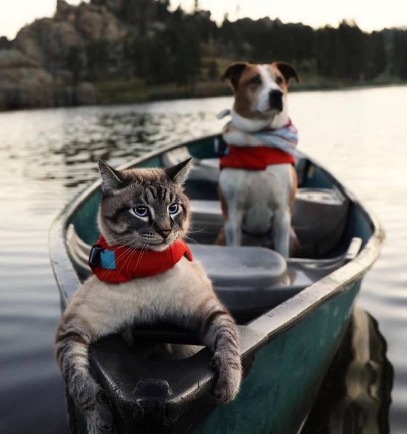 Henry & Baloo