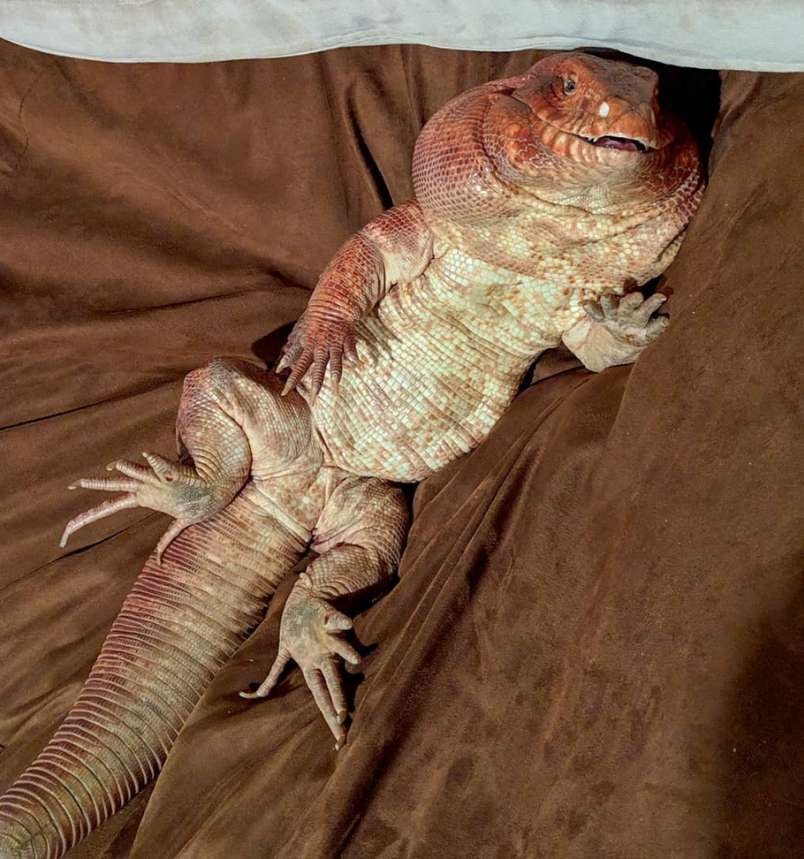 MacGyver the Lizard