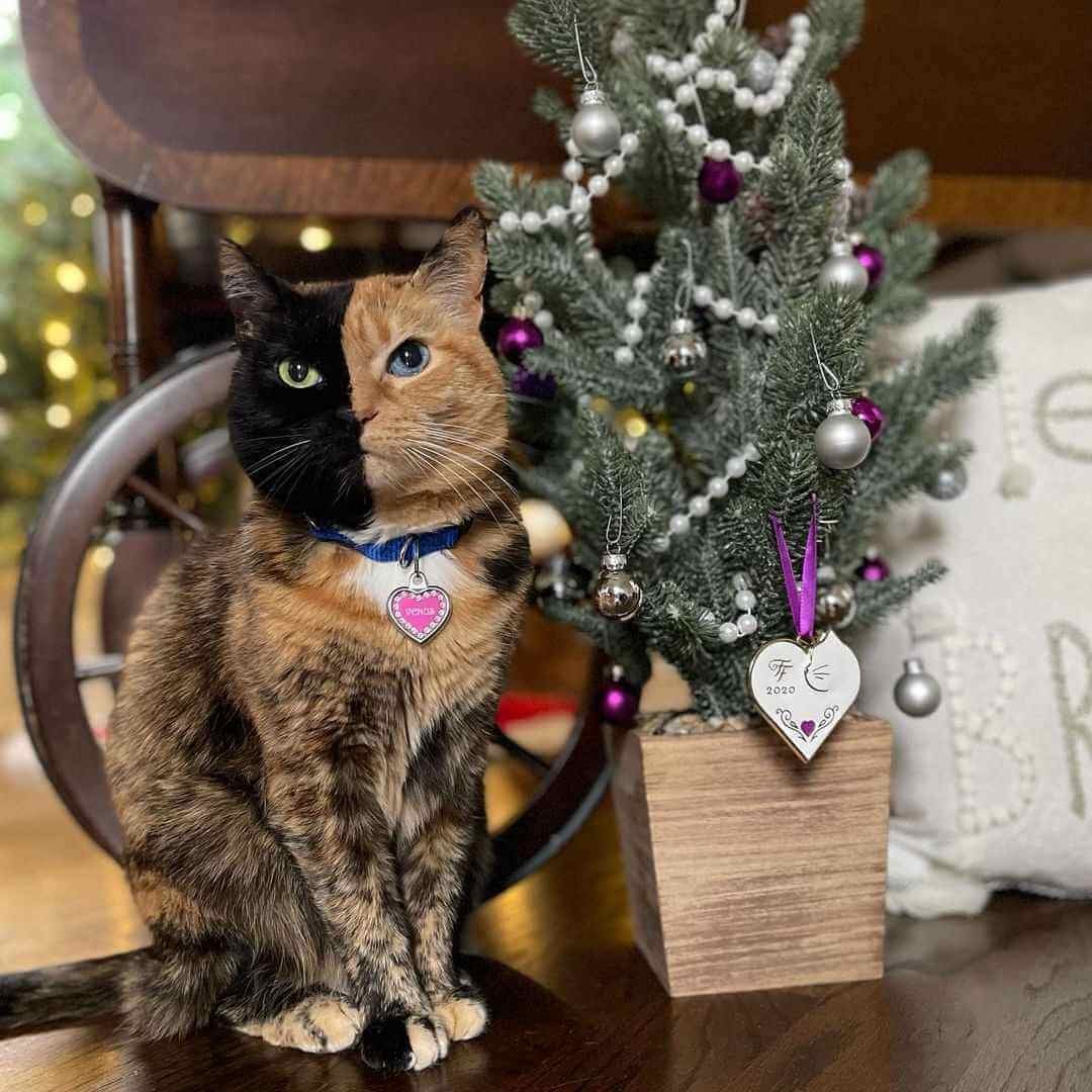 Venus the Two Face Cat