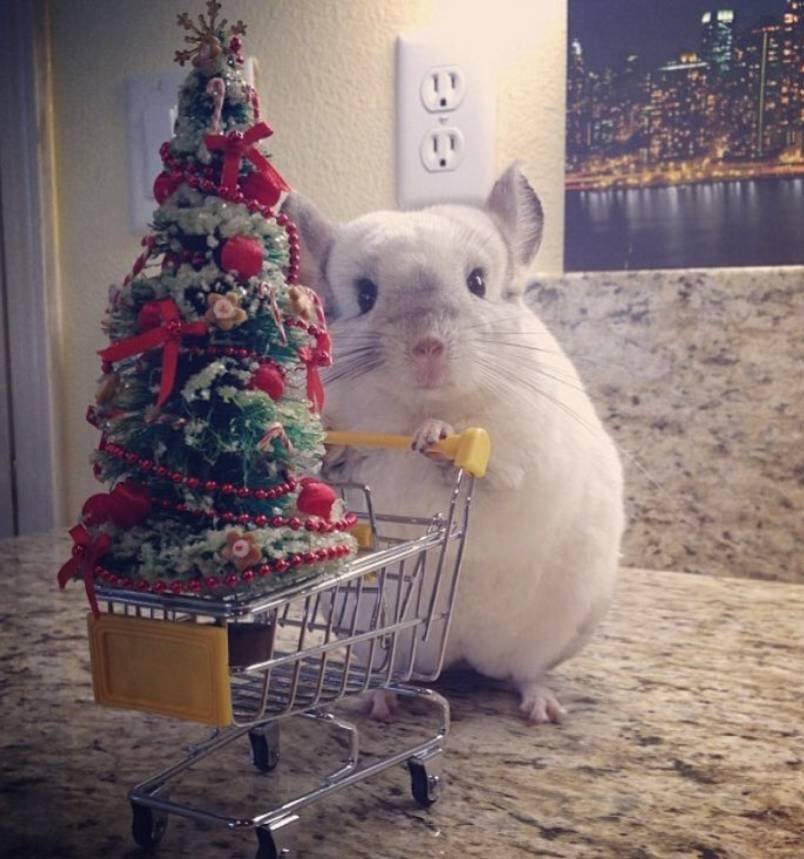 Chinnybuddy