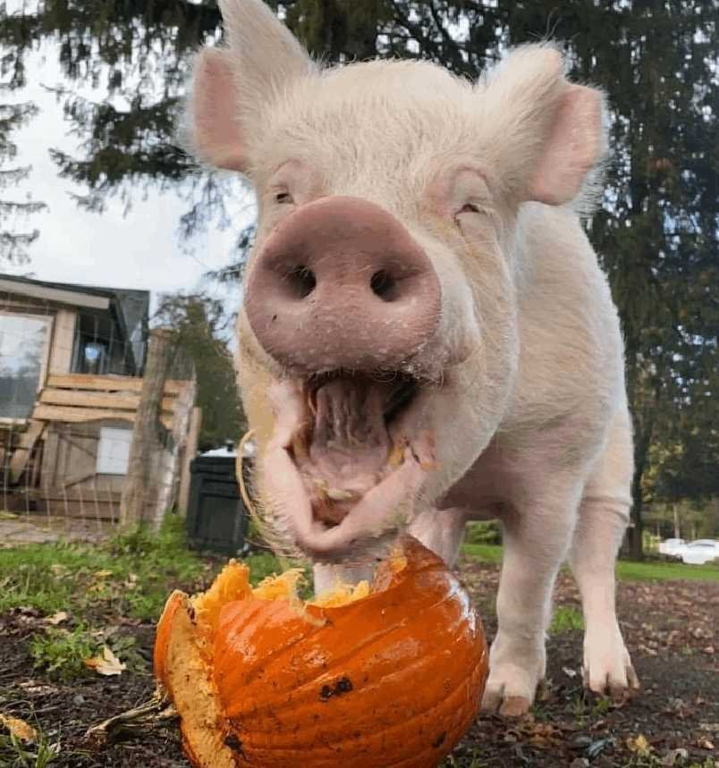 Esther the Wonder Pig