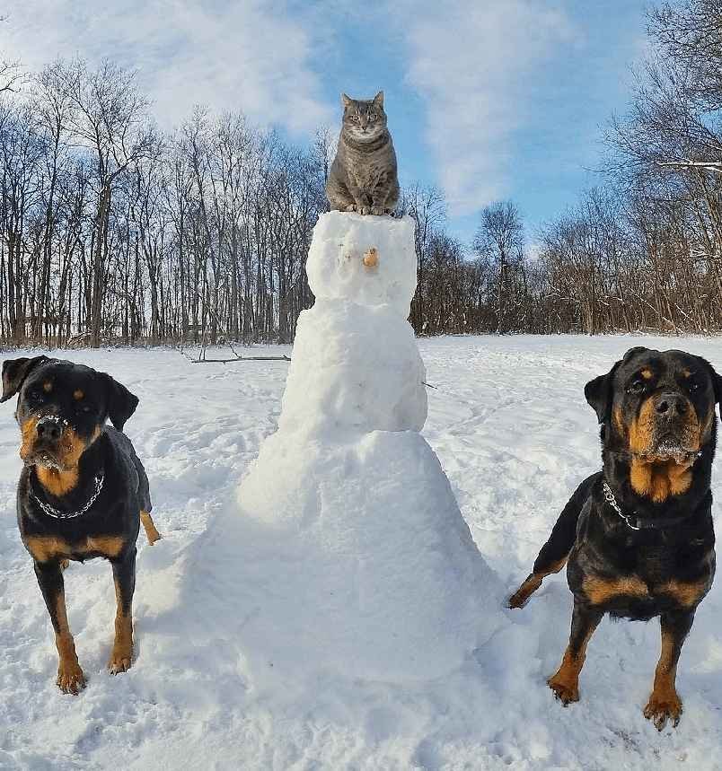 Manny The Selfie Cat