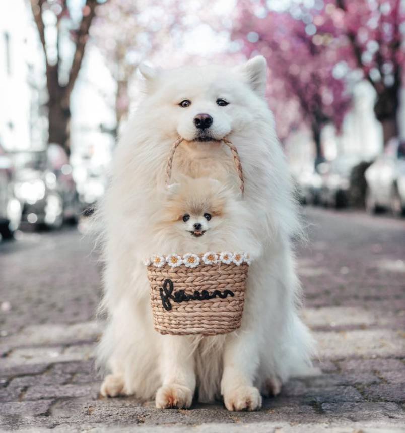 Maya the Samoyed
