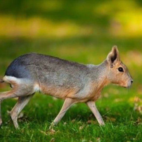 The Baby Animals