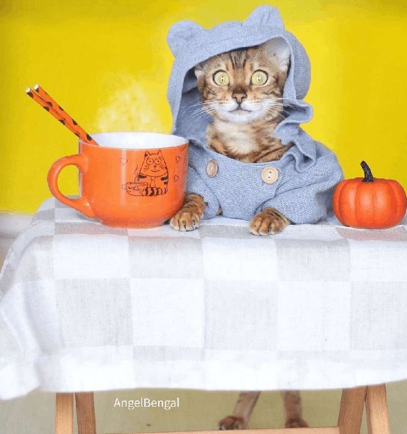 Angel Bengal
