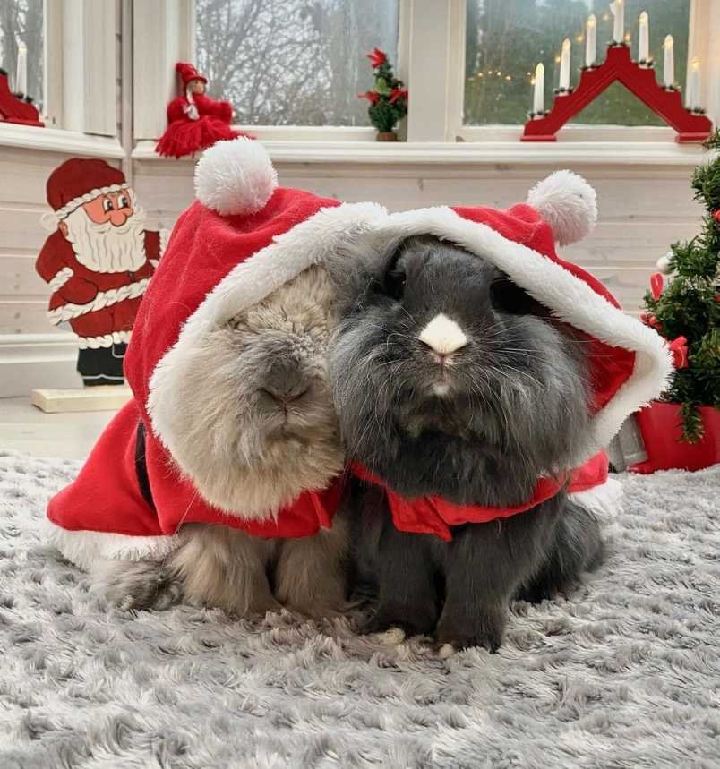 Bunnymelv