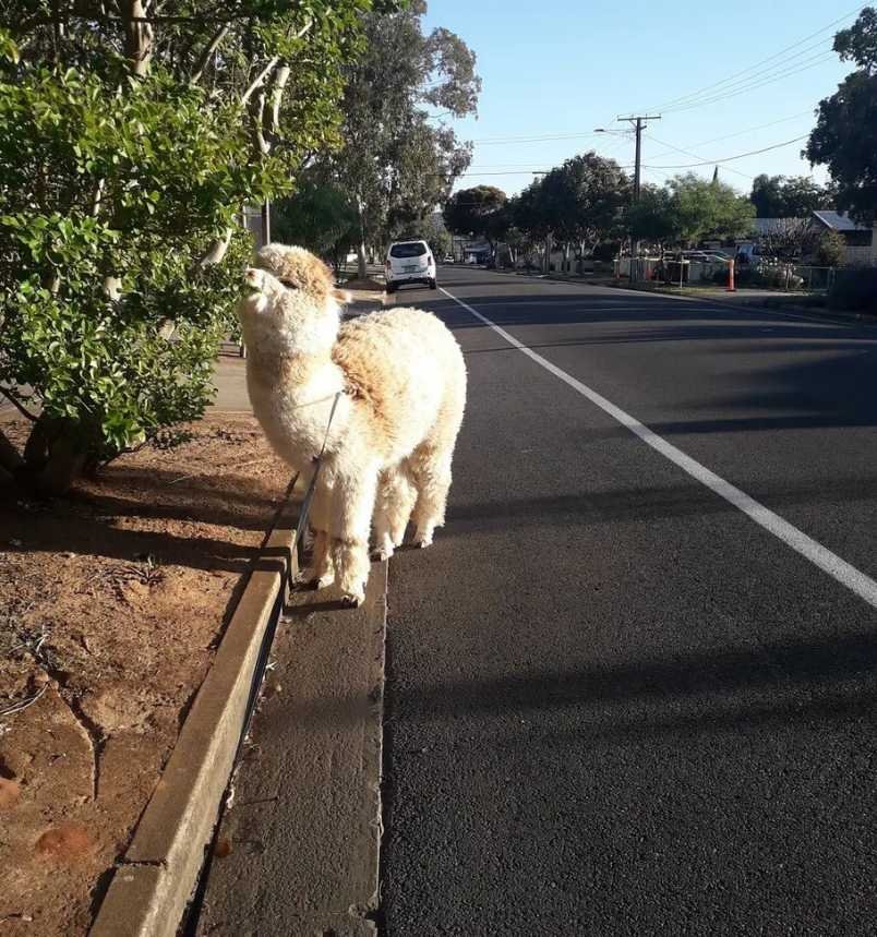 Alfie The Alpaca