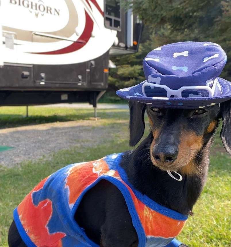Crusoe the Dachshund