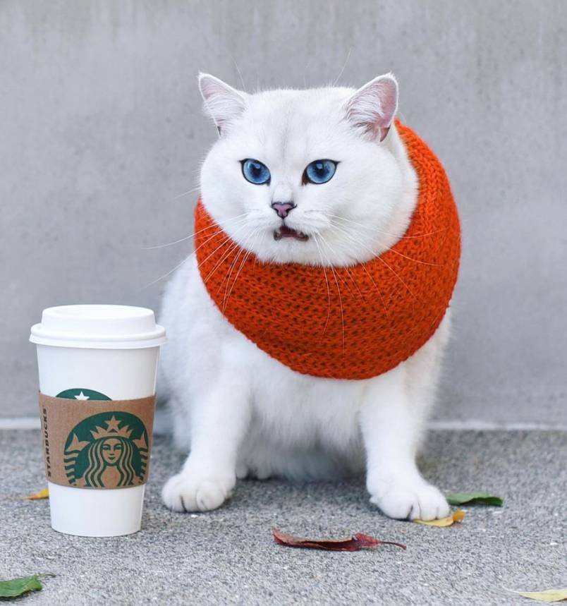 Coby The Cat