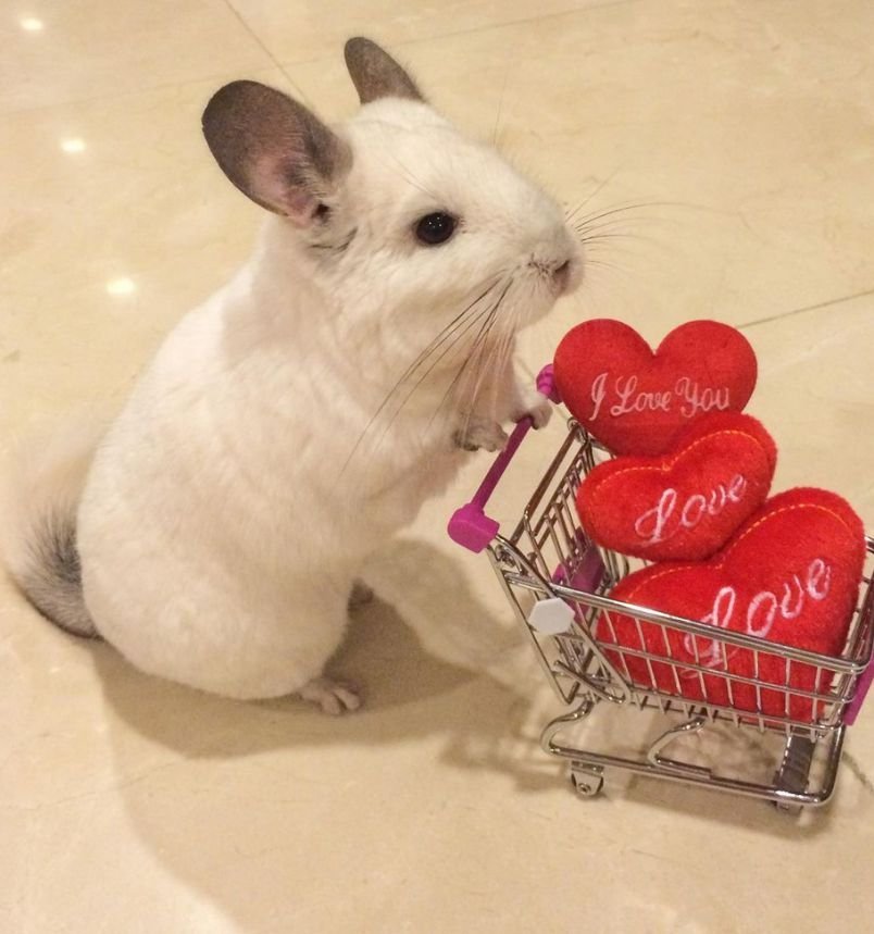 BuBu The Chinchilla