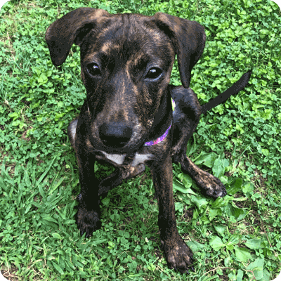 Roxy-4-months