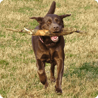 Reese-the-Chocolate-Lab