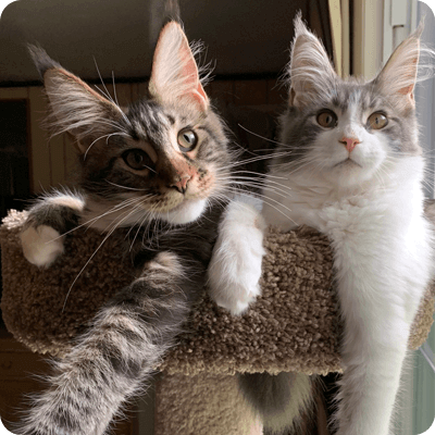 Maine-Coons