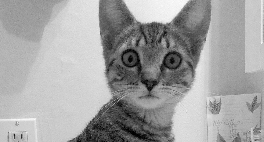 3-Misty-5-months-old-loves-to-guard-he-sink-at-her-home.-1