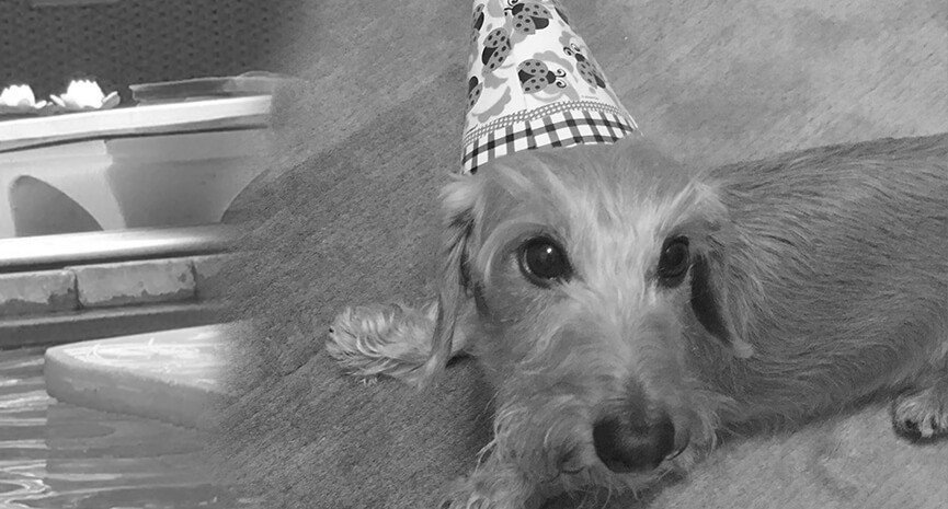 7-Archie-is-enjoying-his-birthday.-Hes-a-Partydoxie