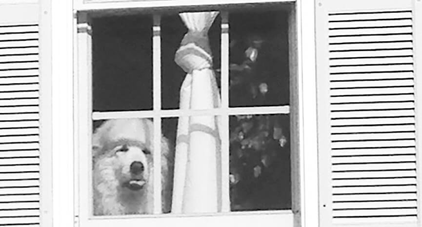 4-Bear-a-Great-Pyrenees-2