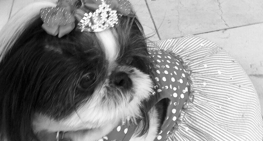 The-perfect-Swarovski-crystal-dress-for-the-Good-Dog-Gala-with-tiara-and-bows