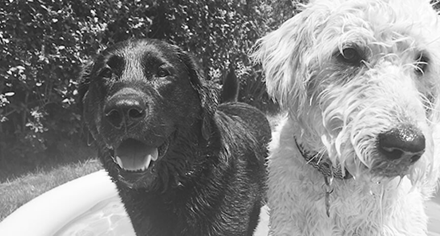 Dexter-is-having-Keema-over-for-a-swim...-yup-because-it-is-pretty-black-and-white...-its-that-time-of-year-1