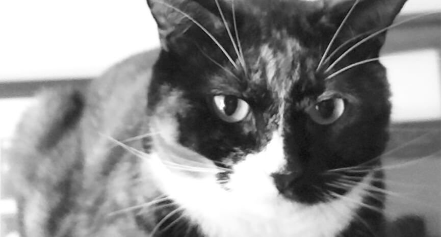 From-a-Loyal-Reader...Nikki-right-was-adopted-from-Pet-Rescue.-And-Arles-left-was-rescued-from-the-streets.-Now-life-is-good
