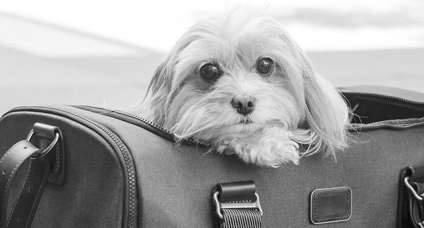 Even-before-leaving-Schnapps-wants-to-know-if-we-are-there-yet