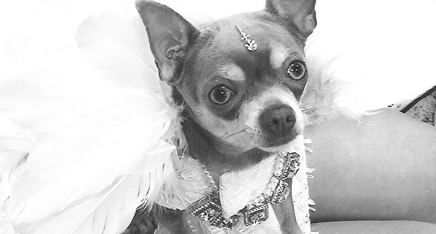 Gia-Diamond-is-a-pure-bred-blue-chiwawa-who-is-two-years-old.-Those-city-dogs-are-such-show-offs