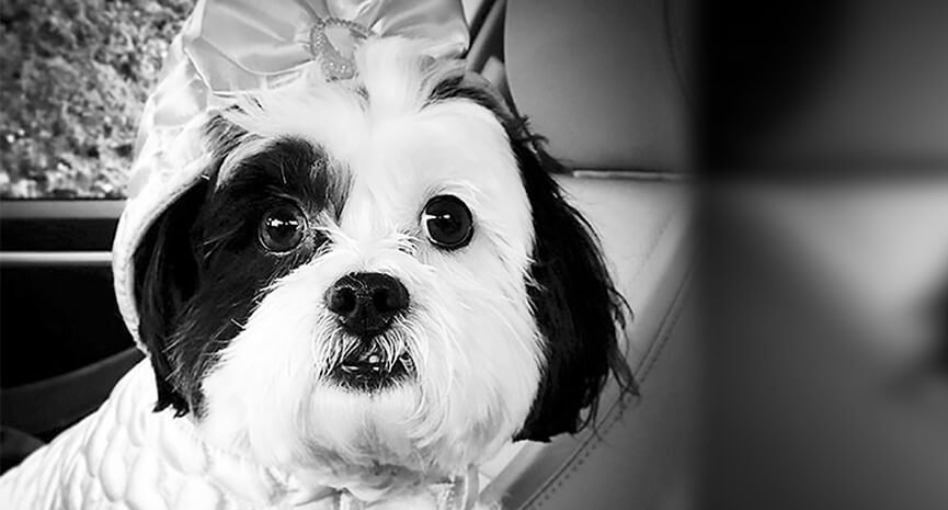 Here-we-present-Katie-Scarlett-in-her-beautiful-bow-hoodie.-Word-has-it-she-is-the-most-charming-little-Shihpoo-you-could-meet