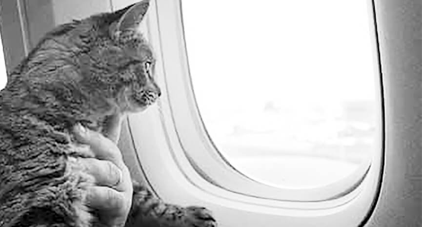 Someone-let-the-cat-out-of-the-bag-for-this-picture