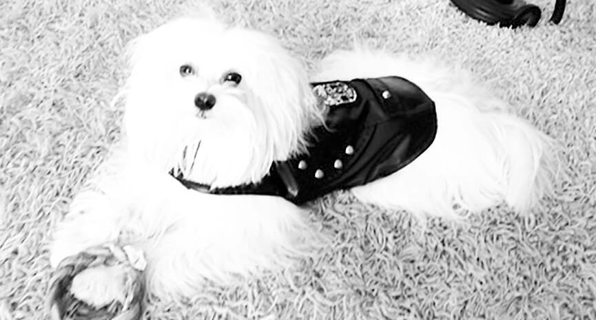 3-Year-Old-Gucci
