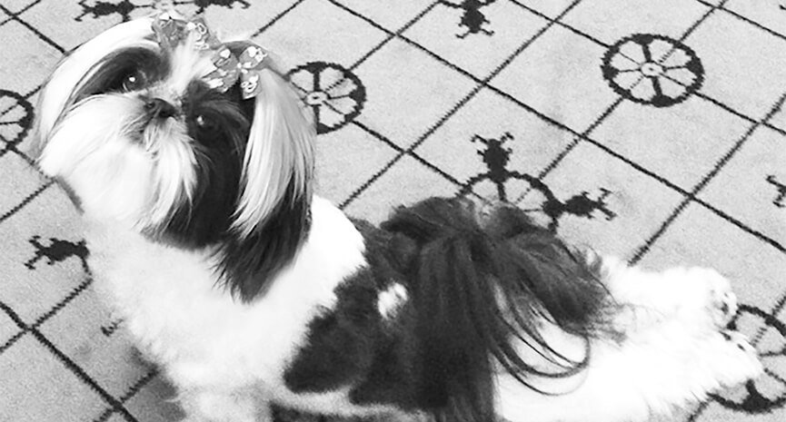 Mingming-is-a-really-22Good-Dog22-and-volunteers-for-NY-Presbyterian-Paws-for-Patients.-Here-preforming-her-famous-cobra-pose