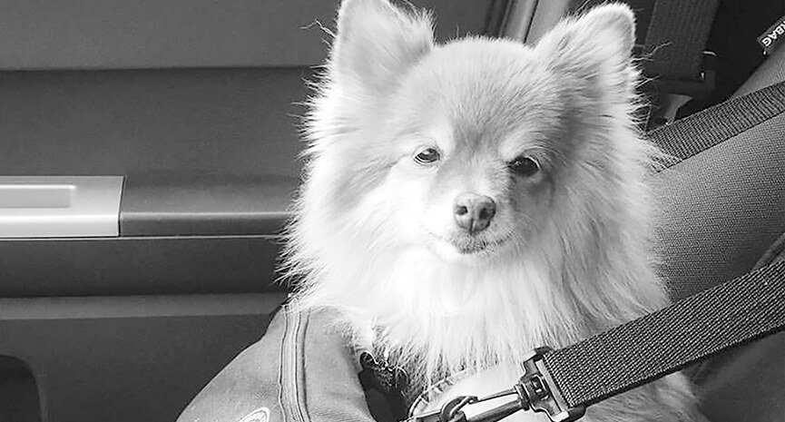 Suki-heading-to-Winslow-Park-in-Westport-to-pick-up-the-latest-issue-of-The-Pet-Gazette.-This-works-every-time.