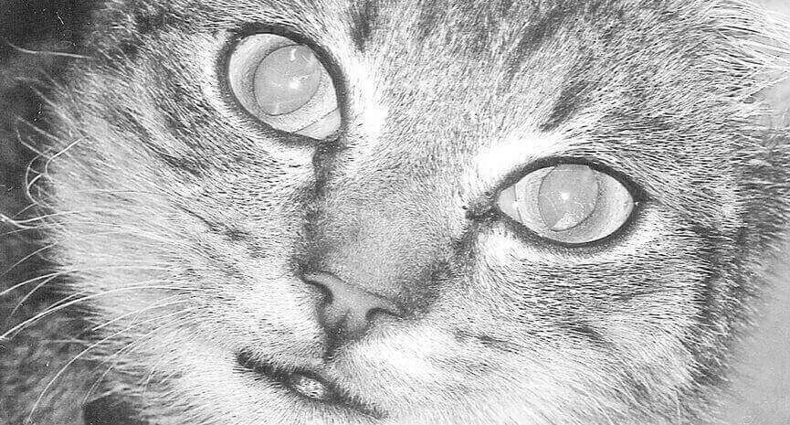 Piercing-cat-eyes-and-a-pretty-face-1-1-1-1