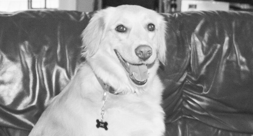 Goldie-A-Well-Known-Canine