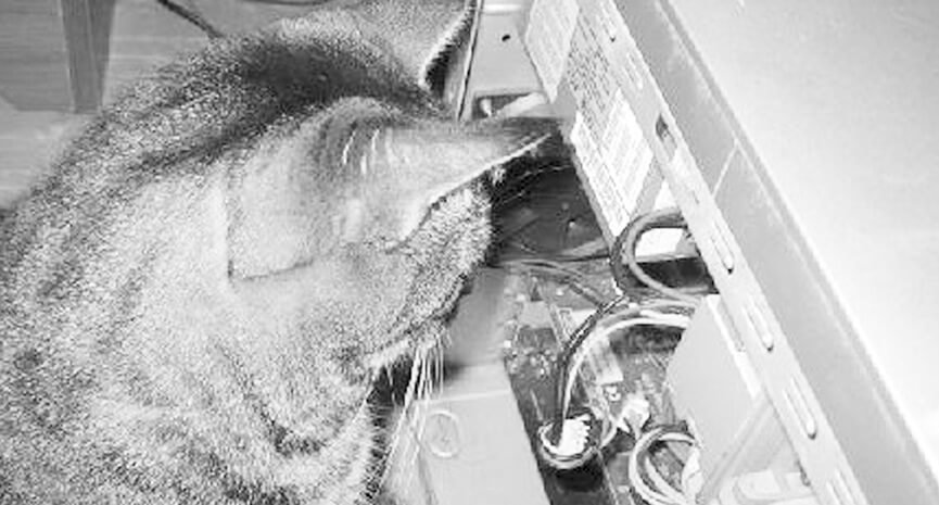 4-Very-interesting-but-does-it-meow